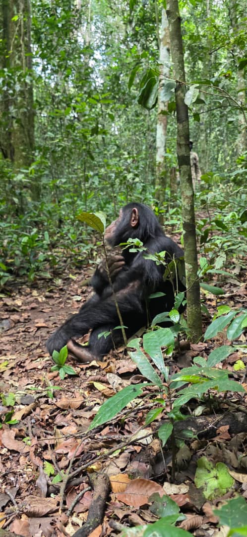 Chimp