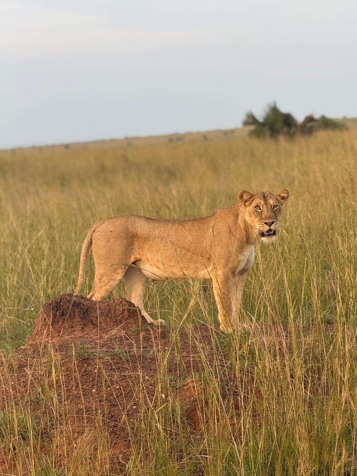 Lion